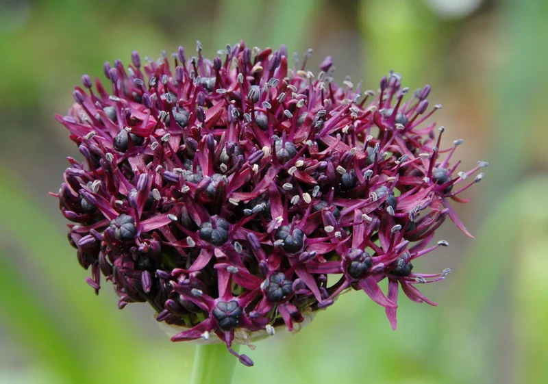 Bulbes de fleurs Non-Traité Allium atropurpureum calibre 8/10 (3101010)