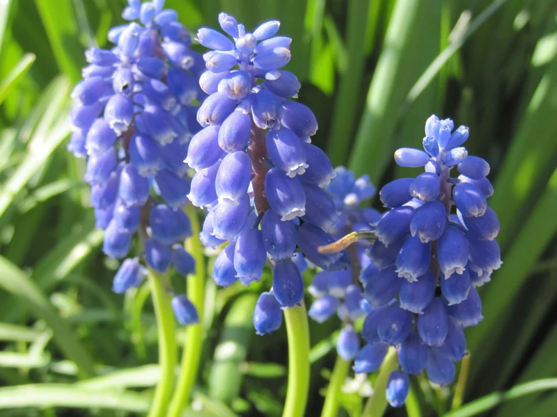 Bulbes de fleurs Non-Traité Muscari armeniacum calibre 9/10 (3800500)