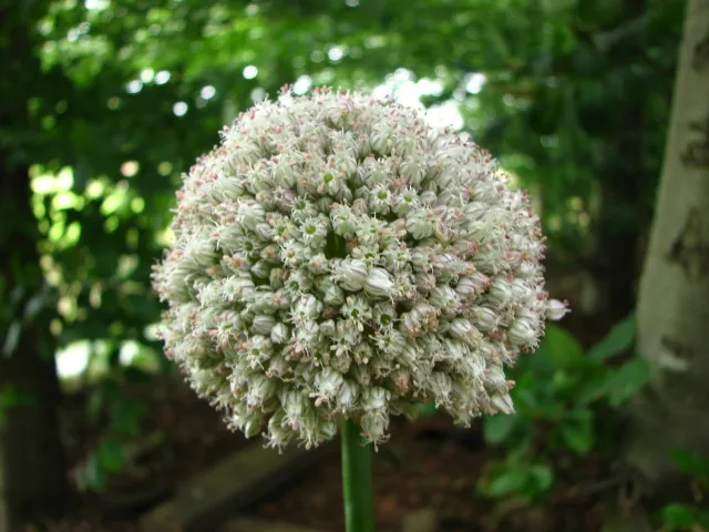Bulbes de fleurs Non-Traité Allium ampeloprasum calibre 7/+ (3134500)