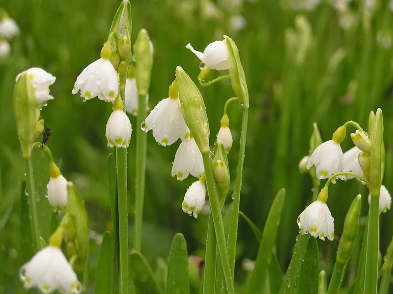 Bulbes de fleurs Non-Traité Leucojum aestivum calibre 10/12 (3760500)