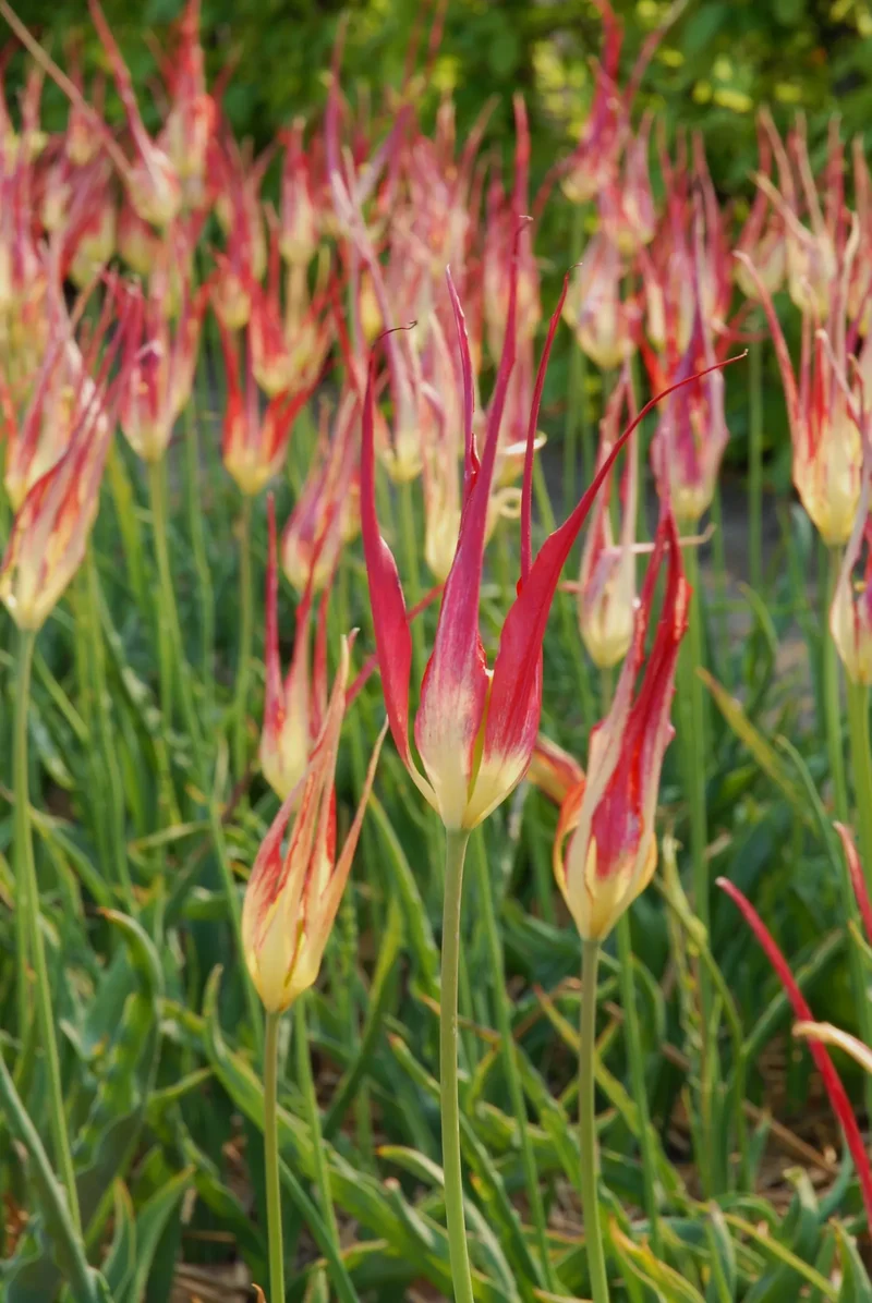 Bulbes de fleurs Non-Traité Tulipe acuminata calibre 6/+ (1030700)