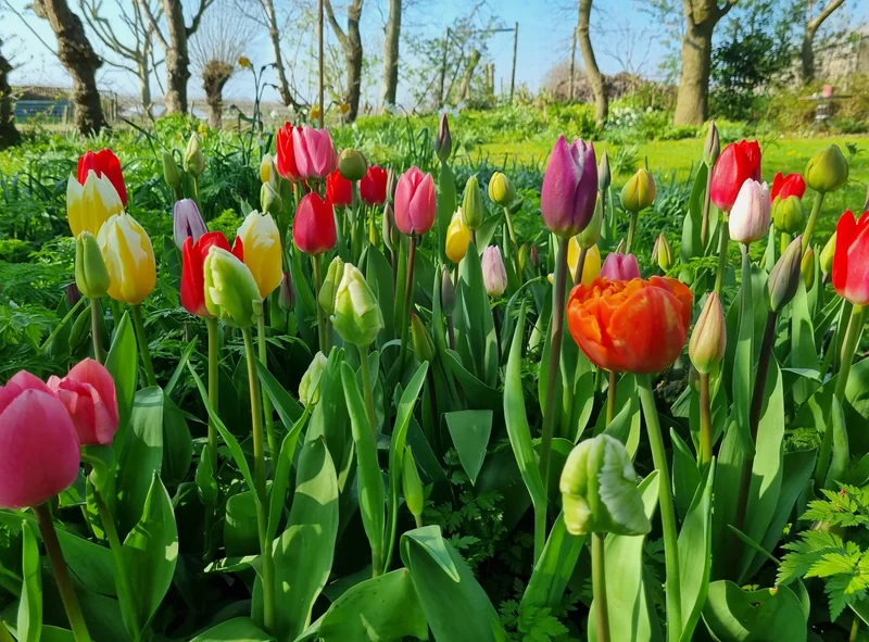Bulbes de fleurs bio Tulipe Tulipmix pour 1 m² de fleurs à couper, 144 bulbes répartis en 12 variétés différentes calibre (tsnijmi11)