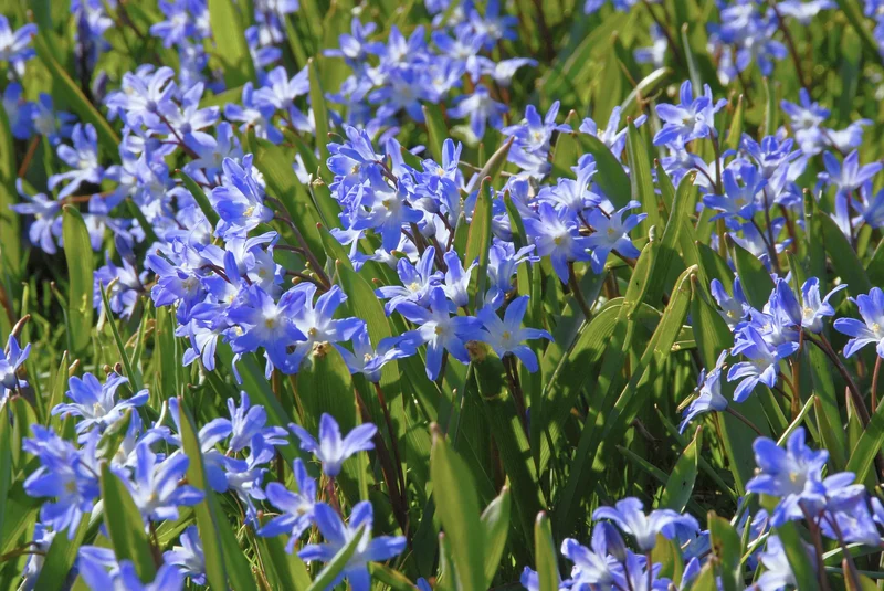 Bulbes de fleurs Non-Traité Chionodoxa forbesii Blue Giant calibre 5/+ (3400500)