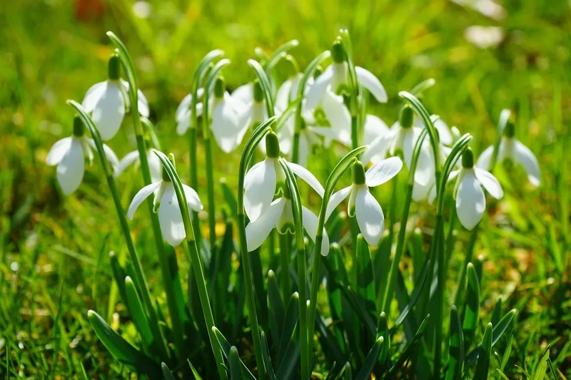 Bulbes de fleurs bio Galanthus elwesii Polar Bear (Snowdrops) calibre 4/+ (gelpb07)