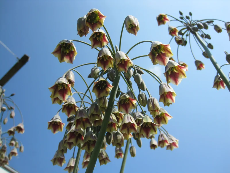 Bulbes de fleurs bio Allium Sicilian honey garlic siculum calibre 6/+ (nsicu06)