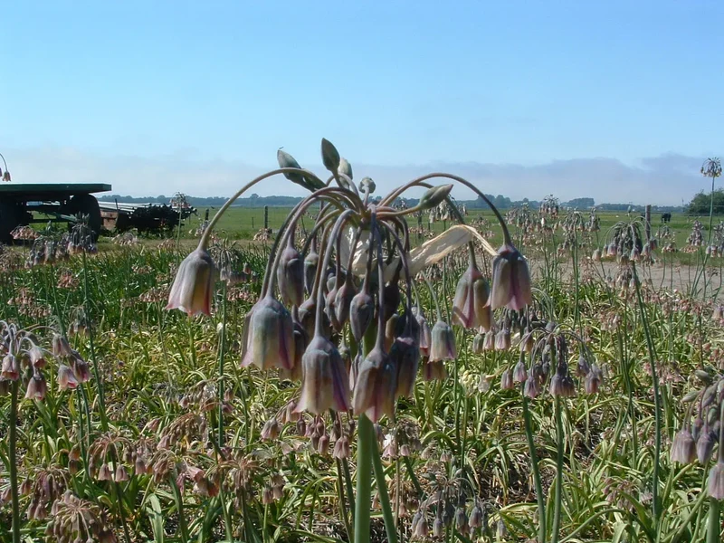Bulbes de fleurs bio Allium Sicilian honey garlic siculum calibre 6/+ (nsicu06)