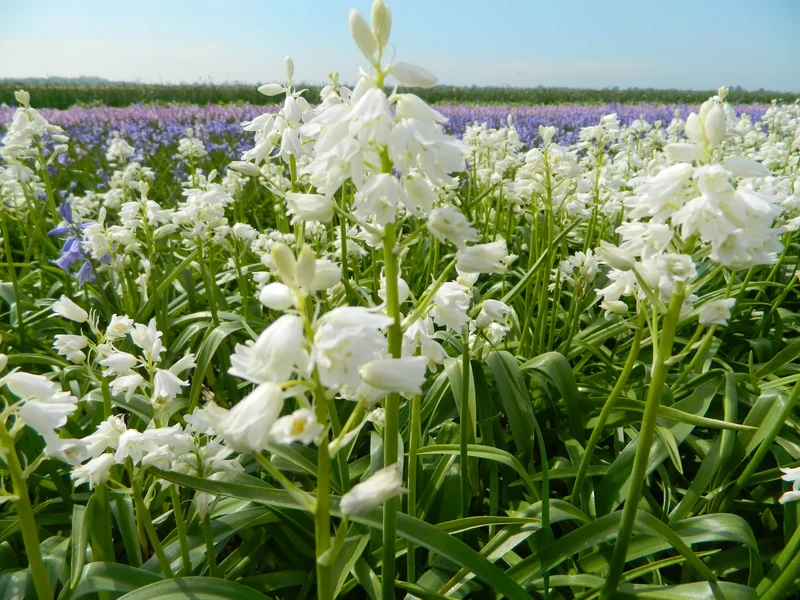 Bulbes de fleurs bio Hyacinthoides hispanica mix (Spanish bluebell) calibre 6/+ (hhimi06)