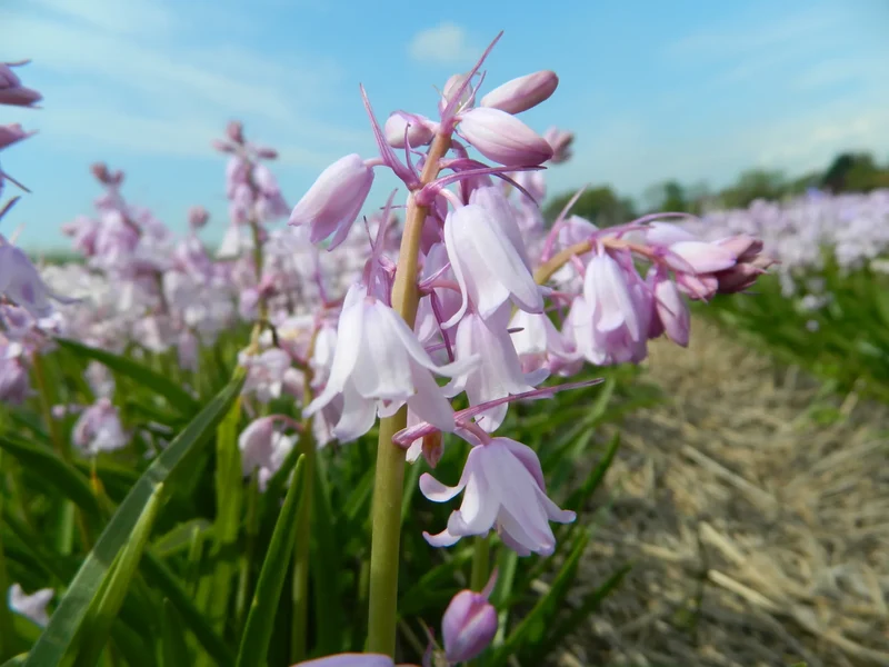 Bulbes de fleurs bio Hyacinthoides hispanica mix (Spanish bluebell) calibre 6/+ (hhimi06)