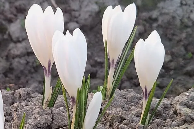 Bulbes de fleurs bio Crocus Semi-large C. 'Ice Queen' calibre 5/+ (cicqu05)