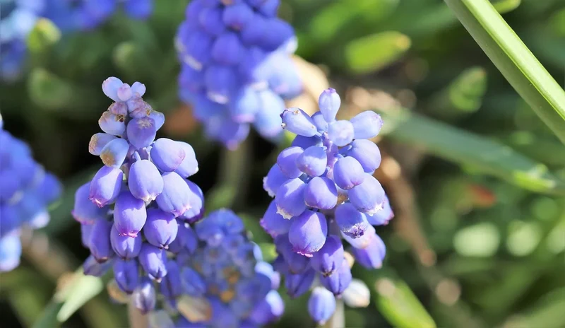 Bulbes de fleurs bio Muscari Early Bird calibre 7/8 (meabi07)