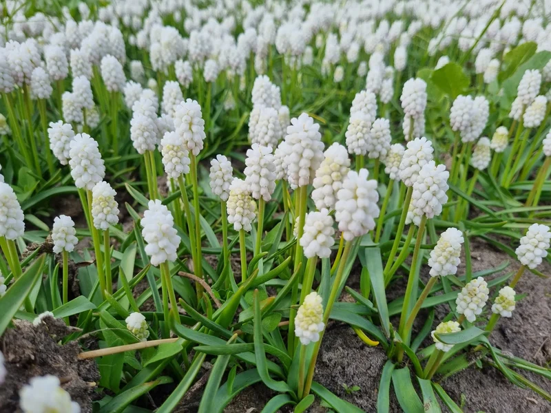 Bulbes de fleurs bio Muscari Casablanca calibre 5/+ (mcasa05)