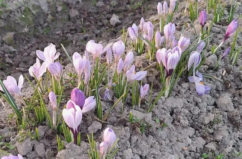 Bulbes de fleurs bio Crocus Semi-large C. 'Aqua' calibre 5/+ (caqua05)