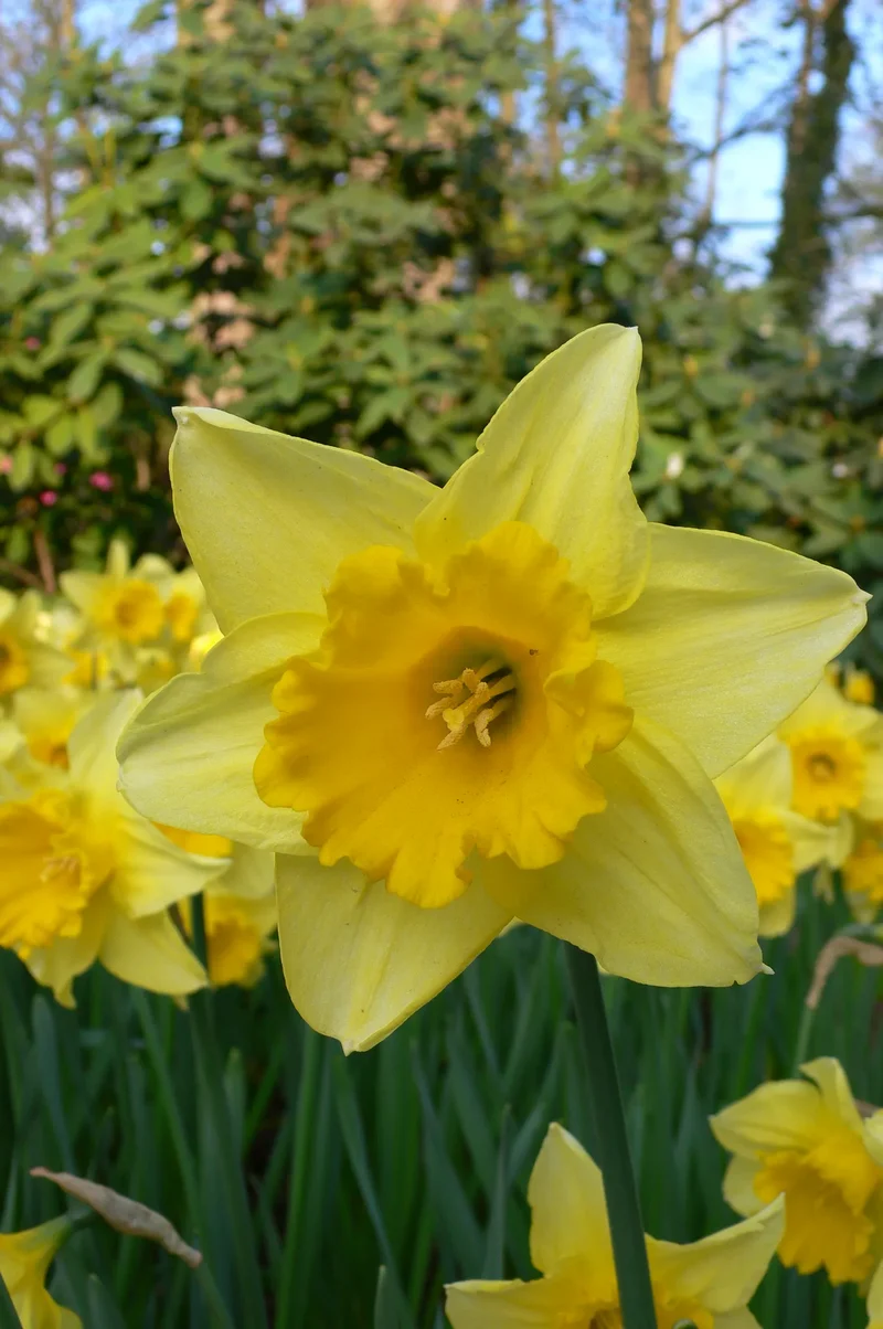 Bulbes de fleurs bio Narcisse Laggecupped Carlton calibre 10/+ (ncarl10)