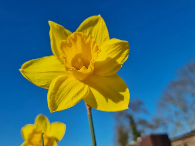 Bulbes de fleurs bio Narcisse Laggecupped Agathon calibre 10/+ (nagat10)