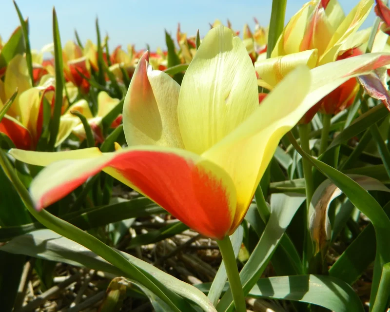 Bulbes de fleurs bio Tulipe clusiana taco calibre 5/+ (ttaco05)
