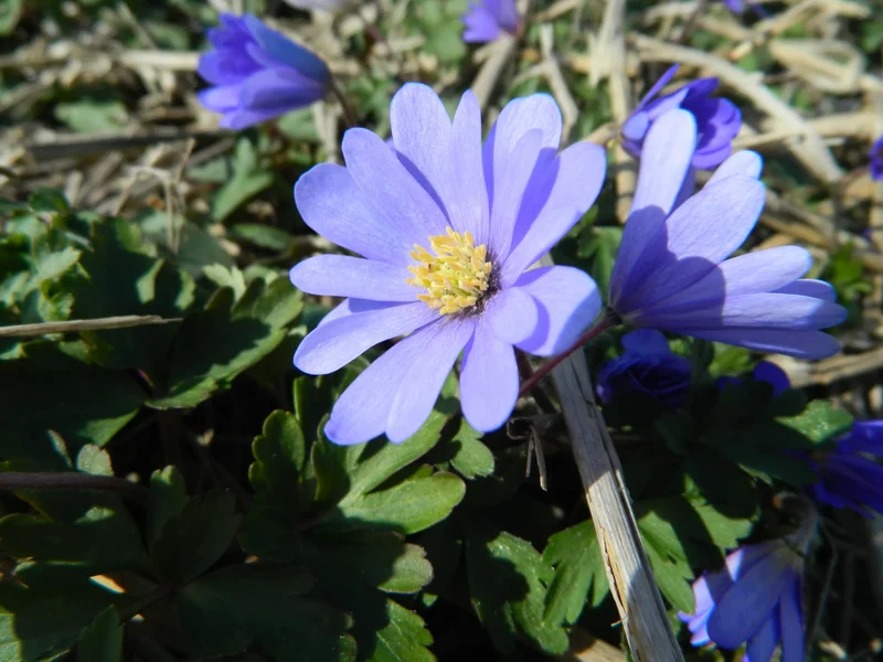 Bulbes de fleurs bio Anemone blanda calibre 4/+ (ablan04)