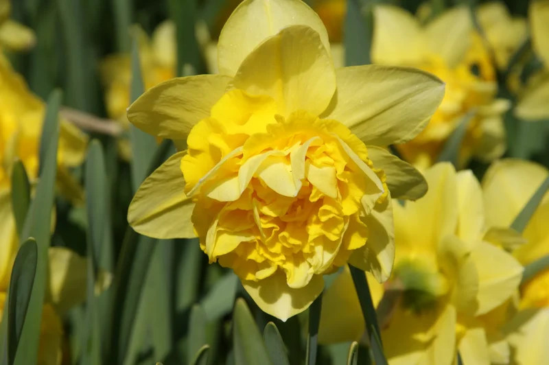 Bulbes de fleurs bio Narcisse Double Dick Wilden calibre 12/14 (ndiwi10)