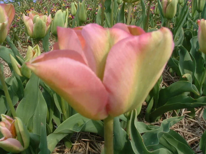 Bulbes de fleurs bio Tulipa Viridiflora grünland calibre (tgroe11)
