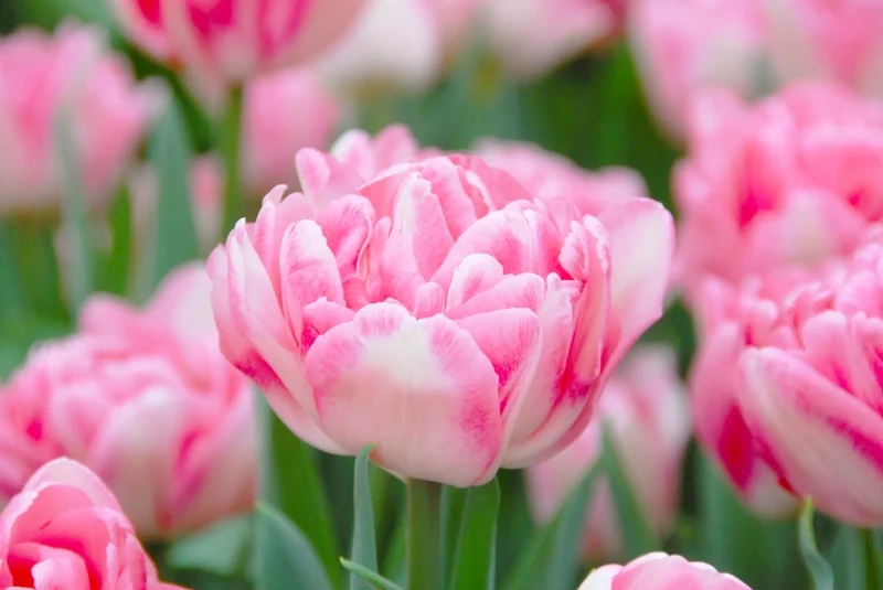 Bulbes de fleurs Non-Traité Tulipe Foxtrot® calibre 12/+ (1006700)