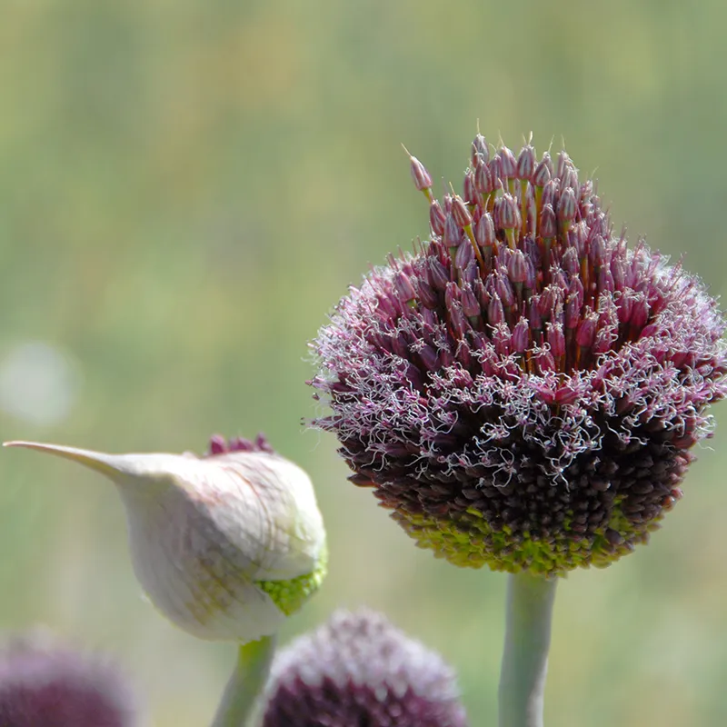 Bulbes de fleurs Non-Traité Allium Forelock calibre 12/14 (3103000)