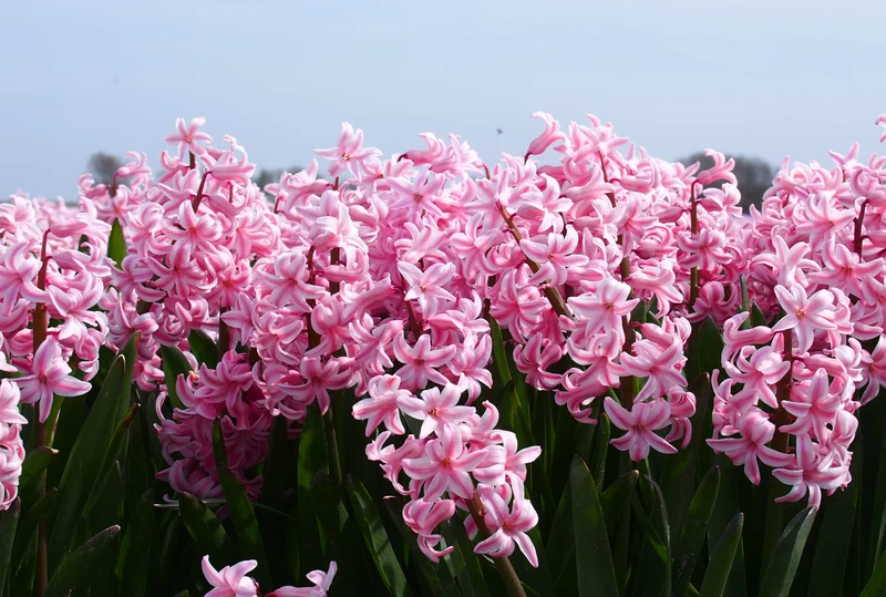 Bulbes de fleurs Non-Traité Hyacinthus Fondant calibre 16/17 (3011500)