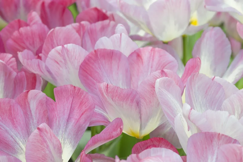 Bulbes de fleurs Non-Traité Tulipe Flaming Purissima calibre 12/+ (1006200)