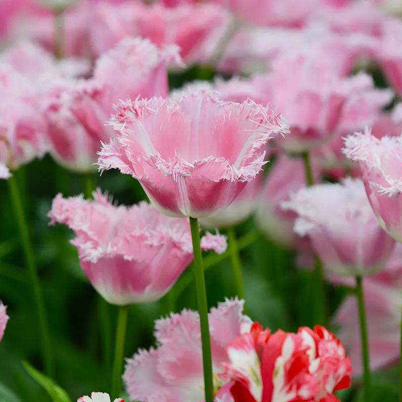 Bulbes de fleurs Non-Traité Tulipe Fancy Frills® calibre 12/+ (1005800)
