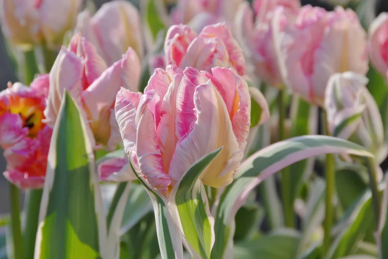 Bulbes de fleurs Non-Traité Tulipe Elsenburg calibre 12/+ (1005500)