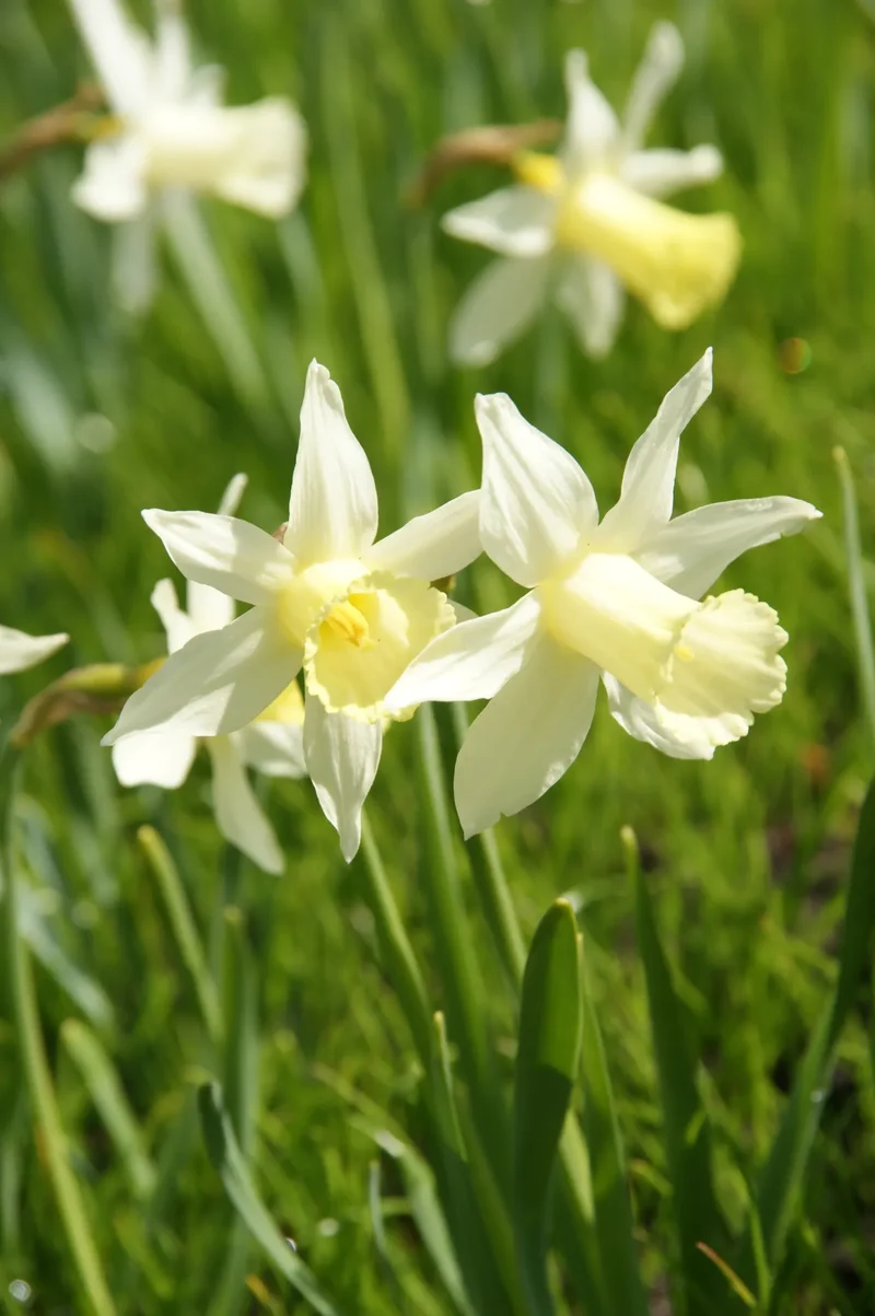 Bulbes de fleurs Non-Traité Narcissus Elka calibre z8/+ (2023800)