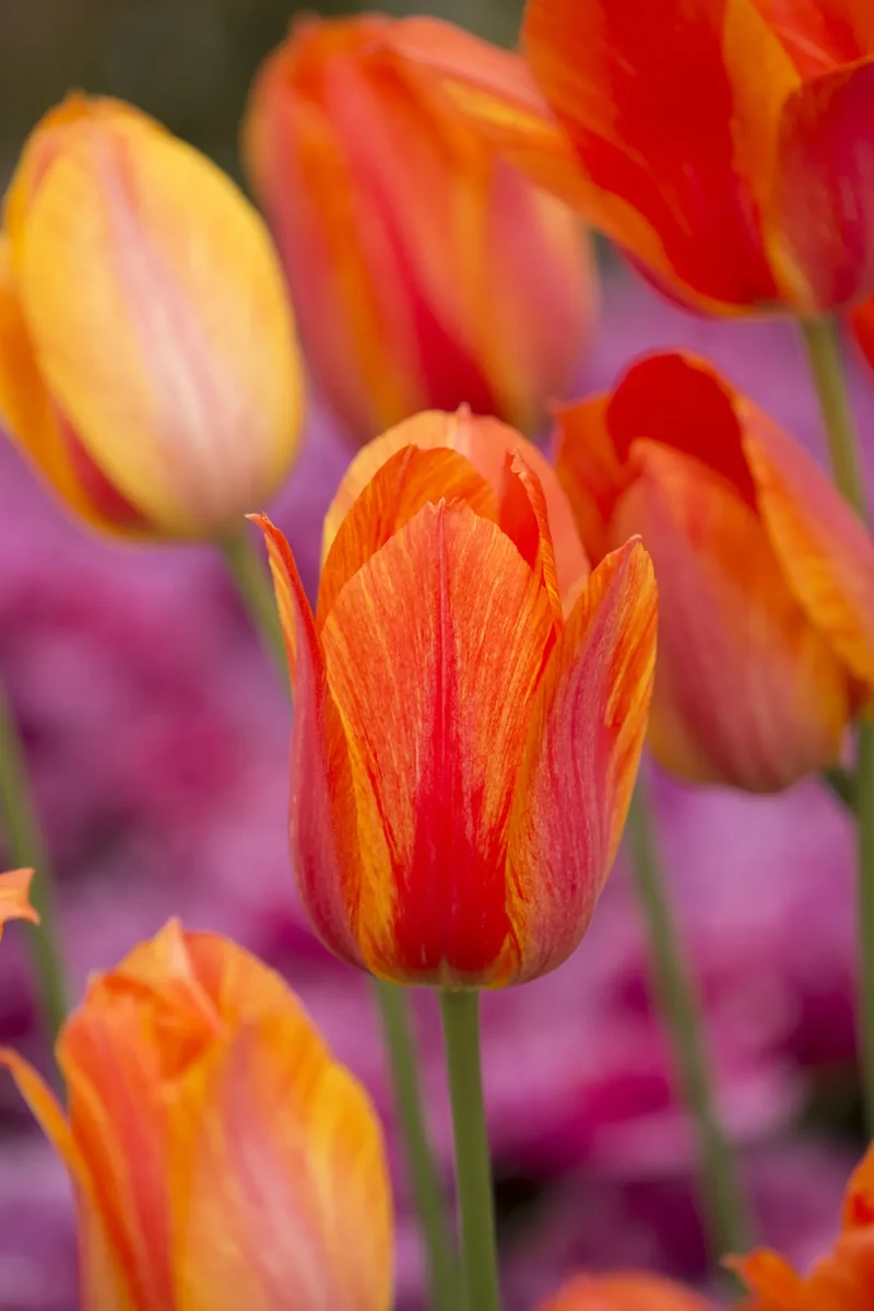 Bulbes de fleurs Non-Traité Tulipe El Nino calibre 12/+ (1005300)