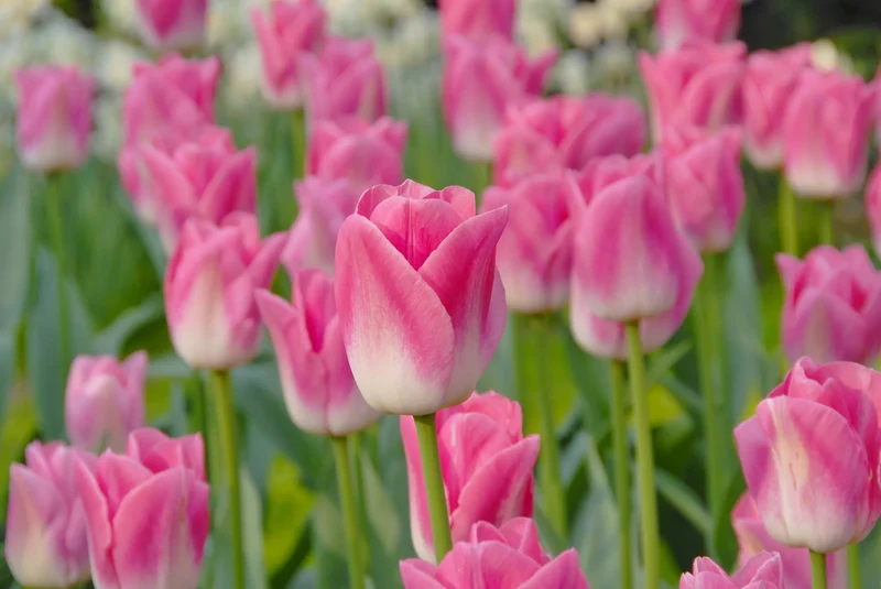 Bulbes de fleurs Non-Traité Tulipe Dynasty® calibre 12/+ (1005200)