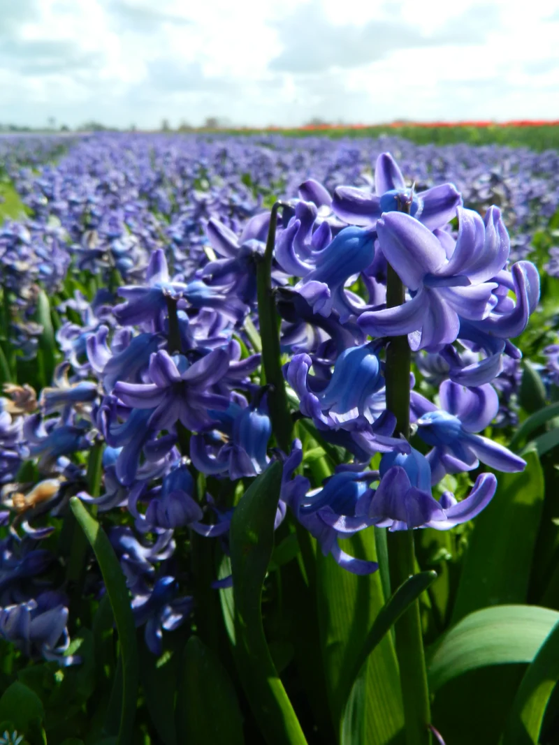 Bulbes de fleurs bio Hyacinthus Delft Blue calibre 14/+ (hdebl14)