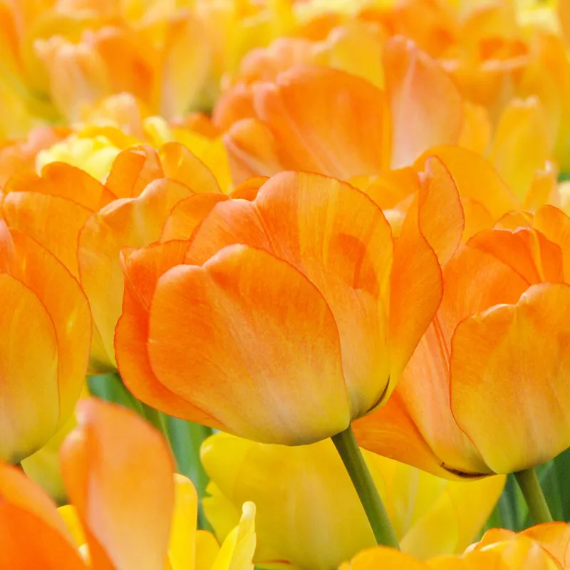 Bulbes de fleurs Non-Traité Tulipe Daydream calibre 12/+ (1004700)