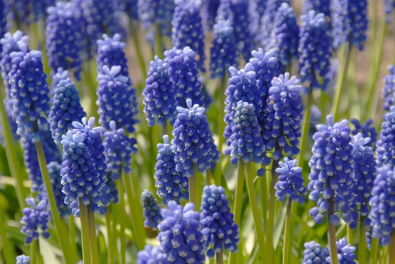 Bulbes de fleurs Non-Traité Muscari aucheri Dark Eyes calibre 6/+ (3806000)