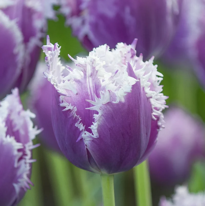 Bulbes de fleurs Non-Traité Tulipe Cummins® calibre 12/+ (1004500)