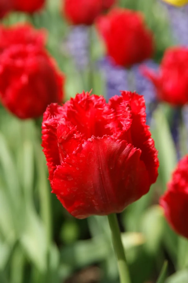 Bulbes de fleurs Non-Traité Tulipe Crystal Beauty calibre 12/+ (1039700)