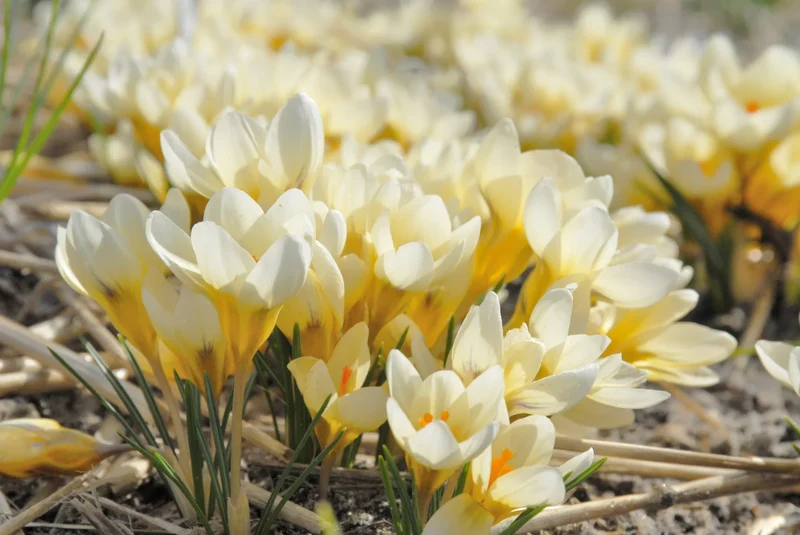 Bulbes de fleurs Non-Traité Crocus chrysanthus Cream Beauty calibre 5/+ (2500400)
