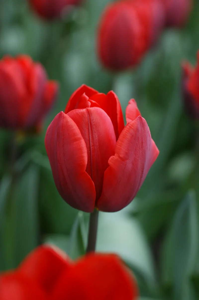 Bulbes de fleurs Non-Traité Tulipe Couleur Cardinal calibre 12/+ (1004400)