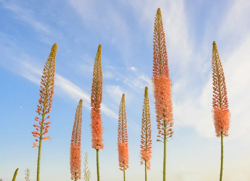 Bulbes de fleurs Non-Traité Eremurus Cleopatra calibre 1 (3254000)