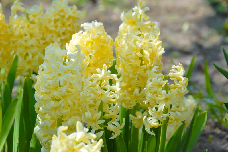 Bulbes de fleurs Non-Traité Hyacinthus City of Haarlem calibre 16/17 (3002000)