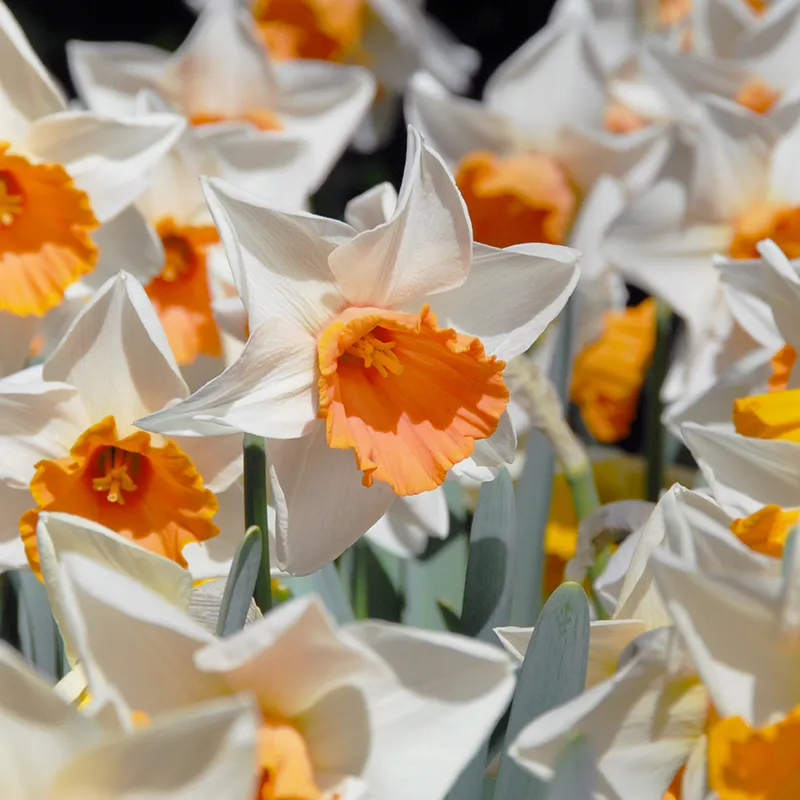 Bulbes de fleurs Non-Traité Narcissus Chromacolor calibre sp14/16 (2001000)