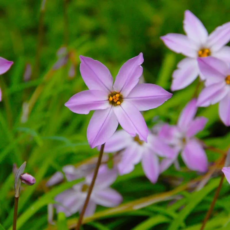 Bulbes de fleurs Non-Traité Ipheion Charlotte Bishop® calibre 4/+ (3740500)