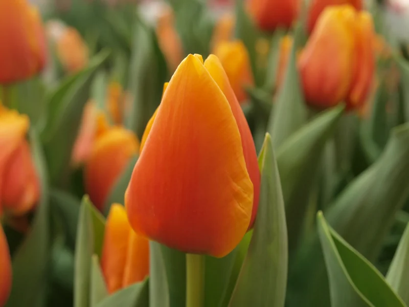 Bulbes de fleurs Non-Traité Tulipe Cash® calibre 12/+ (1036300)