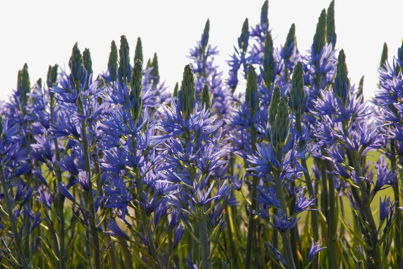 Bulbes de fleurs Non-Traité Camassia leichtlinii Caerulea calibre 14/16 (3301000)