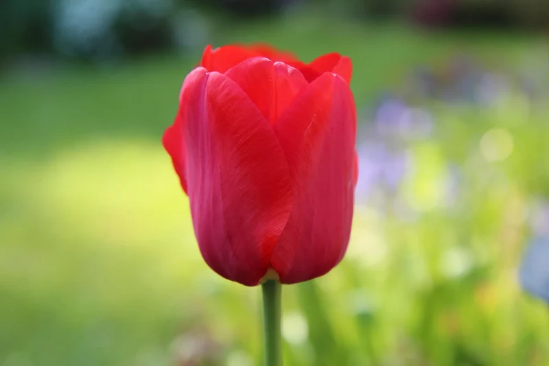 Bulbes de fleurs Non-Traité Tulipe Cadans® calibre 12/+ (1061000)