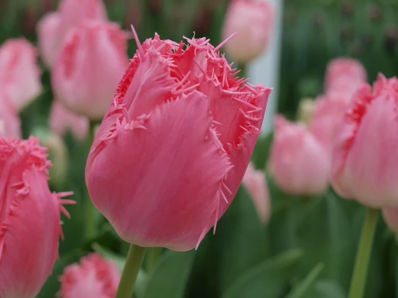 Bulbes de fleurs Non-Traité Tulipe Cacharel® calibre 12/+ (1034500)