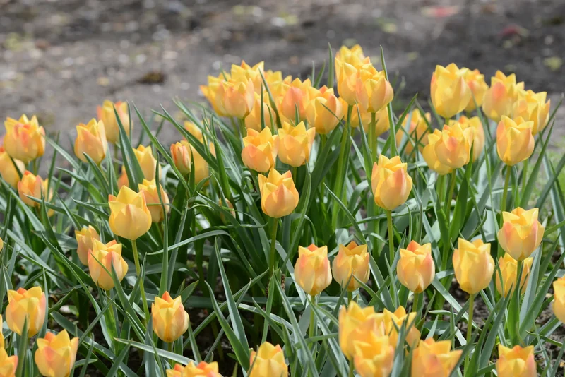 Bulbes de fleurs Non-Traité Tulipe batalinii Bright Gem calibre 6/+ (1002000)