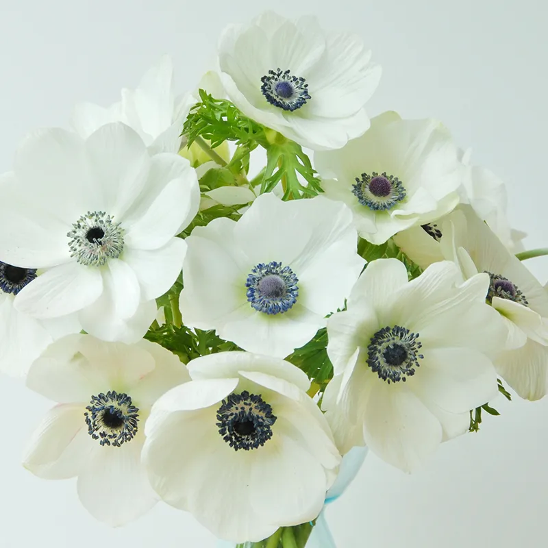 Bulbes de fleurs Non-Traité Anemone Bride calibre 7/8 (5000600)