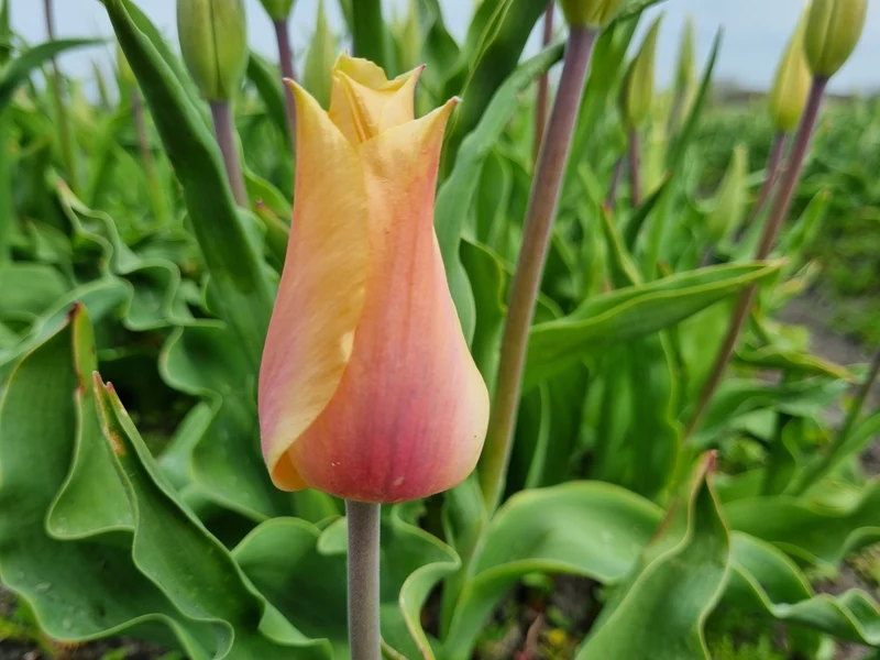 Bulbes de fleurs Non-Traité Tulipe Blushing Lady calibre 12/+ (1002500)