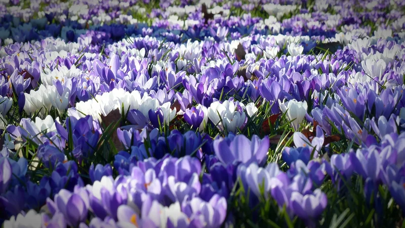 Bulbes de fleurs Non-Traité Crocus chrysanthus Blue Marlin® calibre 5/7 (2505400)